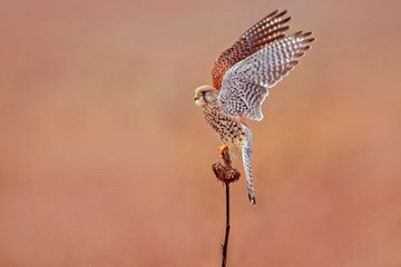 un faucon crécerellette (Falco tinnunculus) femelle en vol au décollage d'un tournesol sur Mario Plechaty Photography