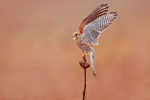 ein weiblicher Turm Falke (Falco tinnunculus) im Flug beim Start von einer Sonnenblume