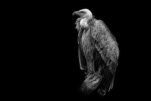 Vulture