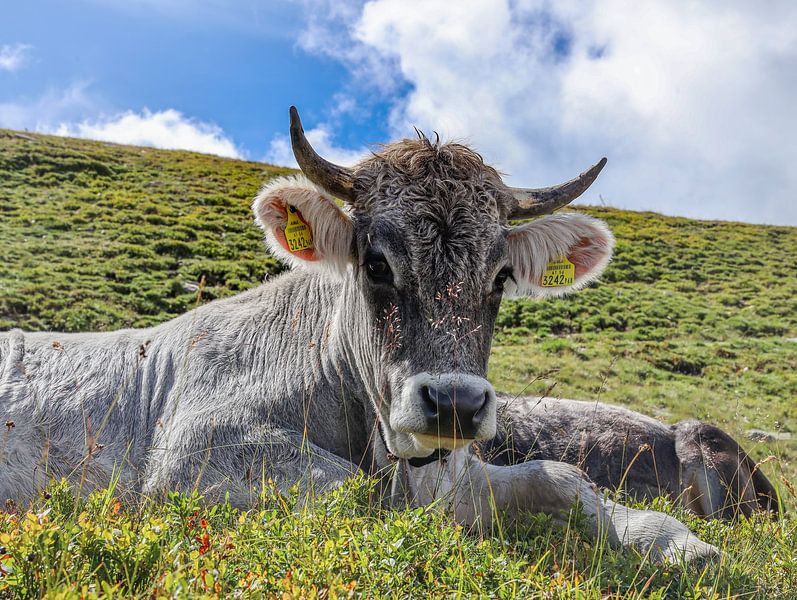 Cow by Marieke Funke