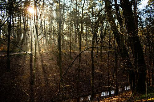Loenen in the morning
