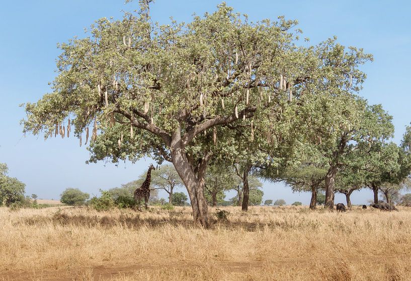 Giraffe bij grote boom van Karin vd Waal