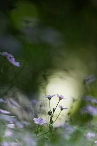 Little flowers in the wood van Bob Daalder