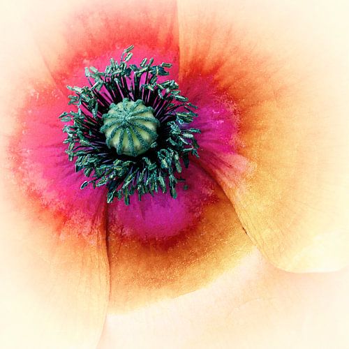 Coquelicot
