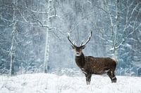 quiet moment in the wild snowstorm