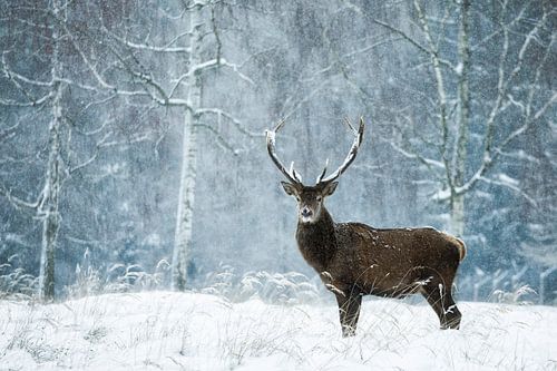 rustig moment in de wilde sneeuwstorm