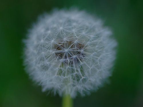 Paardenbloem zaadbol