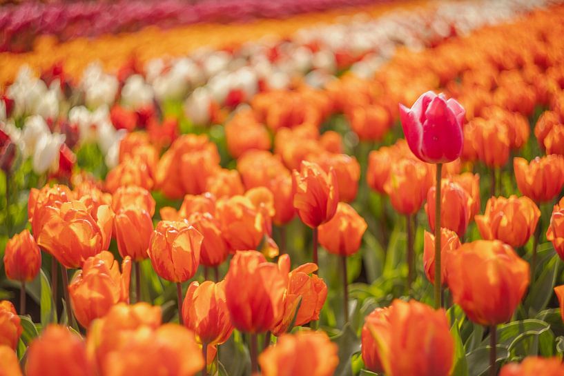 Tulip field in spring early morning by Andy Luberti