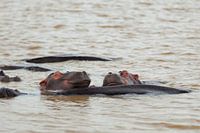 Happy Hippos