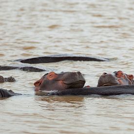 Happy Hippos sur Leon van Voornveld