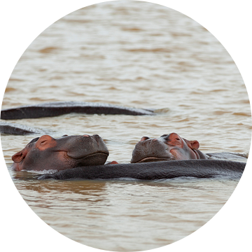 Happy Hippos van Leon van Voornveld