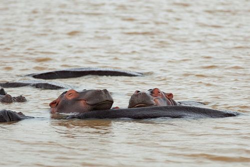 Happy Hippos van Leon van Voornveld