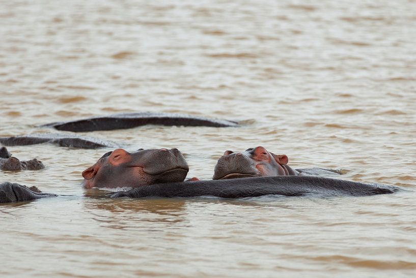 Happy Hippos par Leon van Voornveld