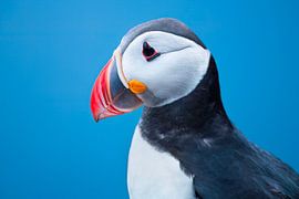 Puffin portrait by Elles Rijsdijk