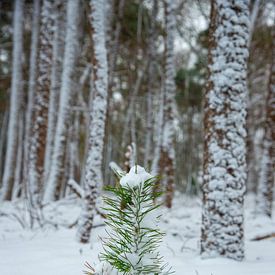 Kiefernwald im Winter von Jan Fritz