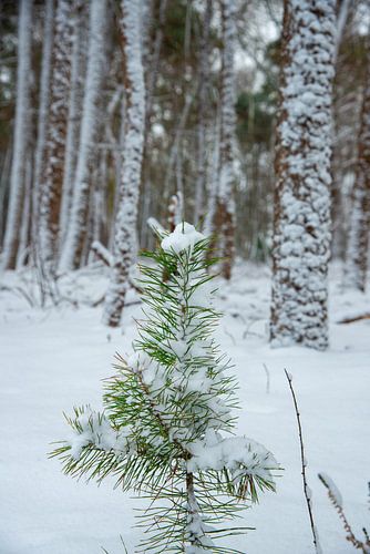 Kiefernwald im Winter von Jan Fritz