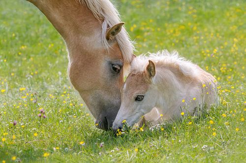 Schattig Haflinger veulen met zijn moeder
