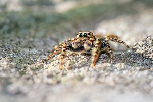 Marpissa muscosa