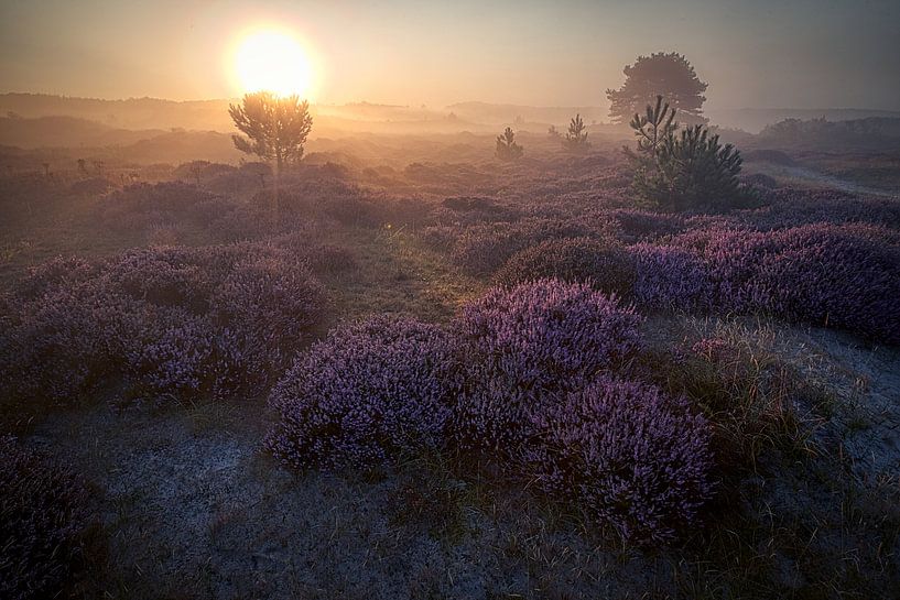Heather in the schoorl dunes in the mist #22 by peterheinspictures