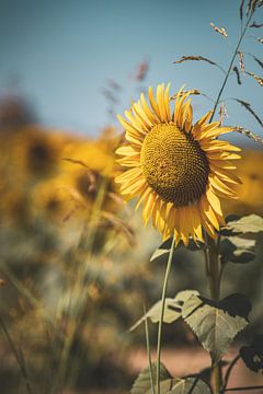 Sonnenblumen in Spanien von S van Wezep