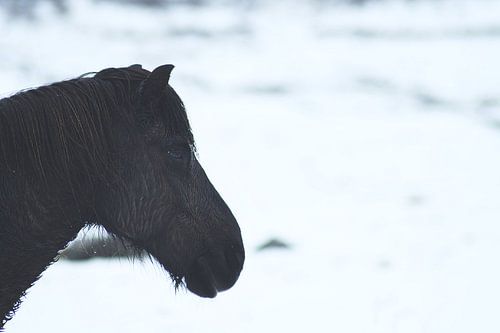 Icelander in Iceland