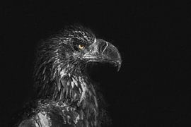 Aigle sur fond sombre en peinture numérique sur Digitale Schilderijen