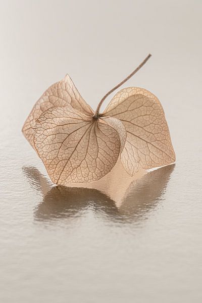 Natural peace: Still life of hydrangea leaves by Marjolijn van den Berg