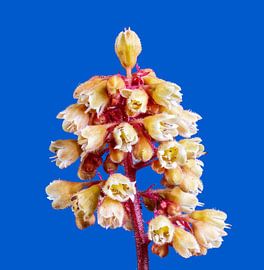 Makro einer Heuchera Blüte von ManfredFotos