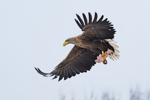 White-tailed eagle with carcass