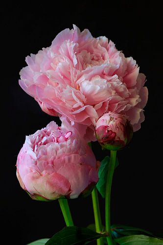 Still life with peonies