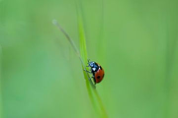 Climb every mountain. Ladybird climbing up a blade of grass. by Birgitte Bergman