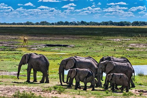 Olifanten bij de waterpoel