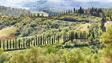 Cipressen in Toscane van Mark Bolijn