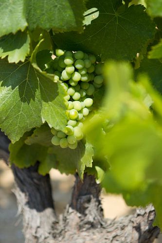 Druivestokken in een wijngaard in Zuid-Frankrijk (2)