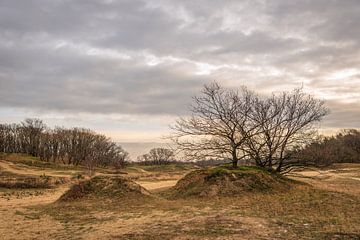 Nationaal Park De Loonse en Drunense Duinen van Ruud Morijn