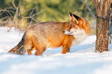 Oranje vos in de sneeuw tijdens het goude uurtje van Jolanda Aalbers