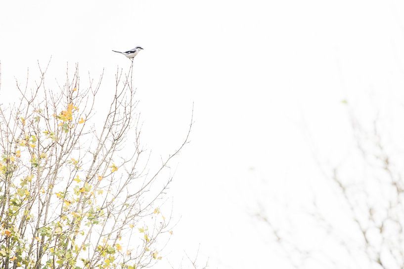 The shrike by Danny Slijfer Natuurfotografie