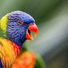 Lorikeet van Ricardo van den Brink