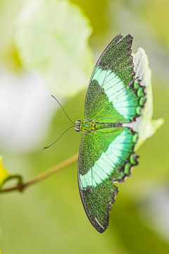 Prachtige groene exotische vlinder