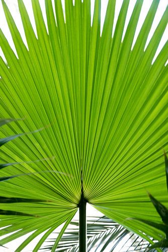 groen palmblad geïsoleerd op witte achtergrond