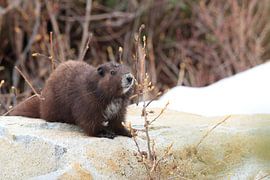 Vancouver Eiland Marmot, Marmota vancouverensis, Mount Washington, Vancouver Eiland, BC, Canada