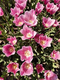 Pink from above by Dirk Jan Piersma