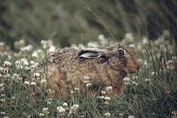 Hidden rabbit