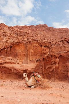 Dromedare in der Wüste Wadi Rum, Jordanien | Reisefotografie von Jules Captures - Photography by Julia Vermeulen