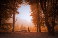 Herfstsfeer in het veluwse bos met ochtendlicht van Erwin Stevens thumbnail