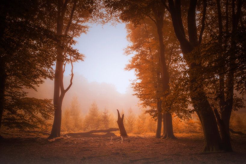 Herfstsfeer in het veluwse bos met ochtendlicht van Erwin Stevens