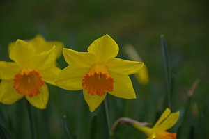 Narcis als teken van het naderende voorjaar