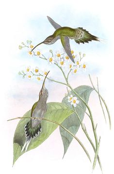 Harige heremiet, John Gould van Hummingbirds