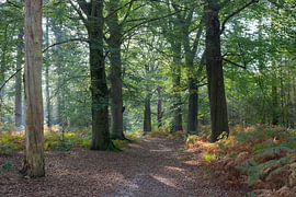 Groeneveld, Baarn von Johanna Blankenstein