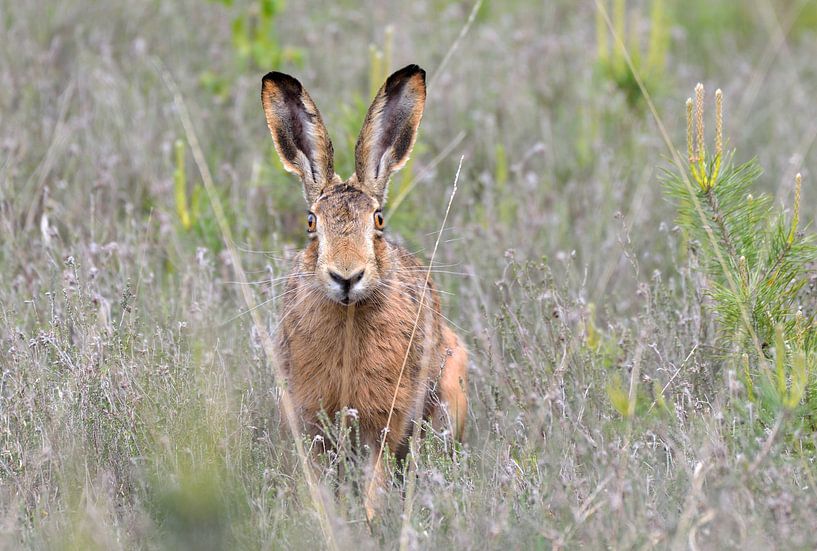 My name is hare by Petra De Jonge